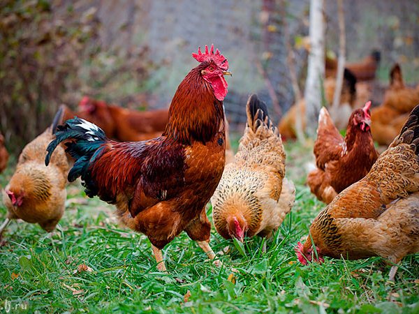 Породы куриц | ЗооТом - продажа, вязка и услуги для животных в Чермозе