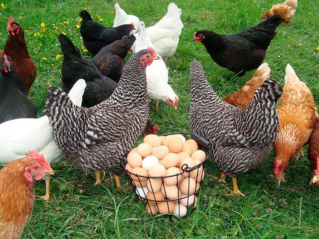 Содержание кур и уход за ними | ЗооТом - продажа, вязка и услуги для животных в Чермозе