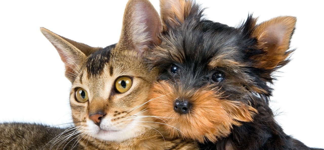 Доска объявлений о животных | ЗооТом - продажа, вязка и услуги для животных в Чермозе