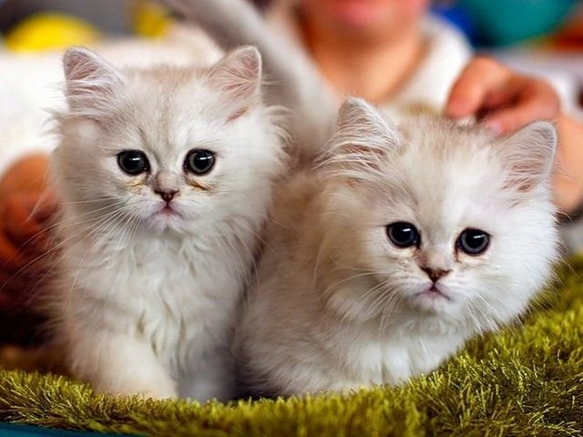 Породы кошек в Чермозе | ЗооТом портал о животных