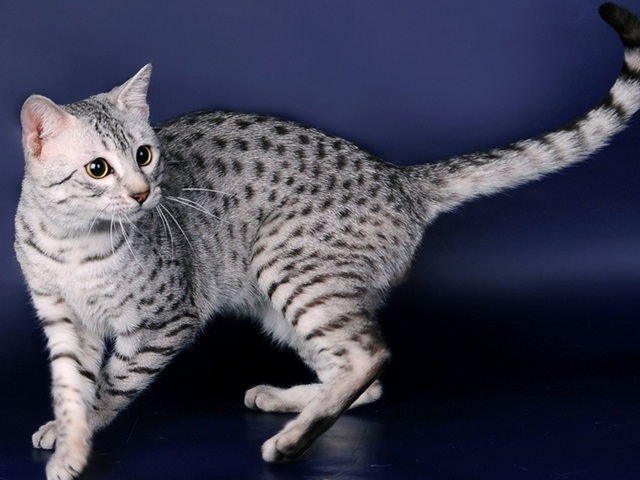 Породы кошек в Чермозе | ЗооТом портал о животных