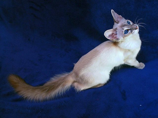 Выведенные породы кошек в Чермозе | ЗооТом портал о животных