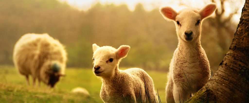 Объявления о сельскохозяйственных животных | ЗооТом - продажа, вязка и услуги для животных в Чермозе