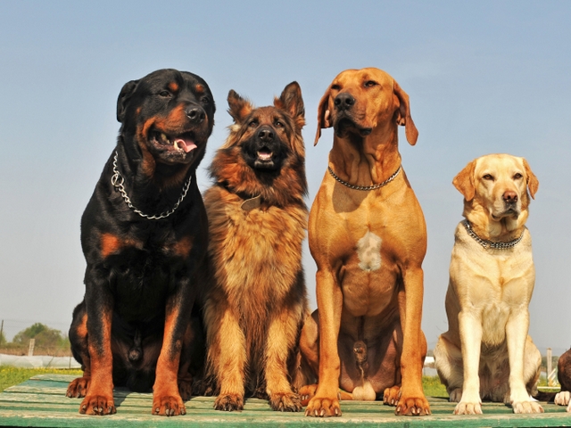 Крупные породы собак в Чермозе | ЗооТом портал о животных
