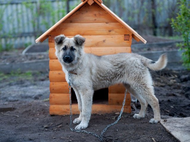 Все о собаках в Чермозе Все о собаках в Чермозе
